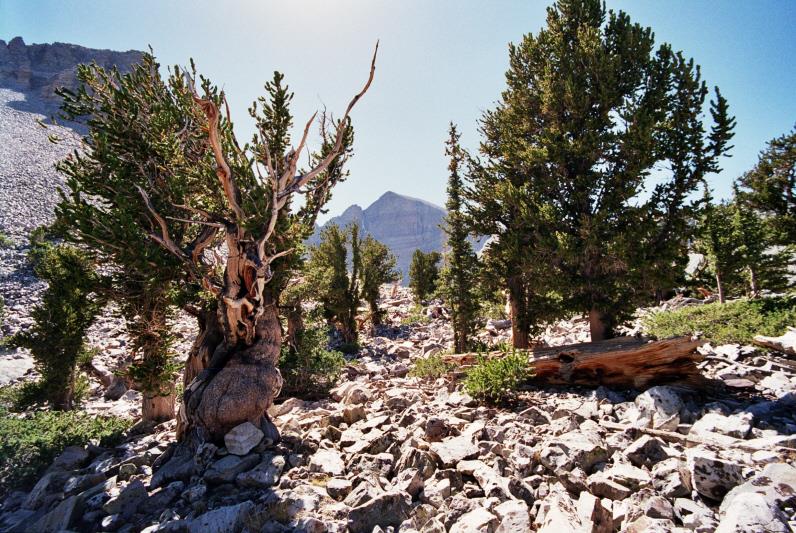 What kind of pine trees can live for more than 5,000 years?