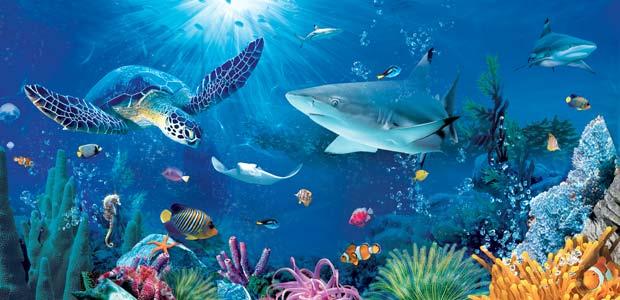 What male sea creature is the only male animal to become pregnant?