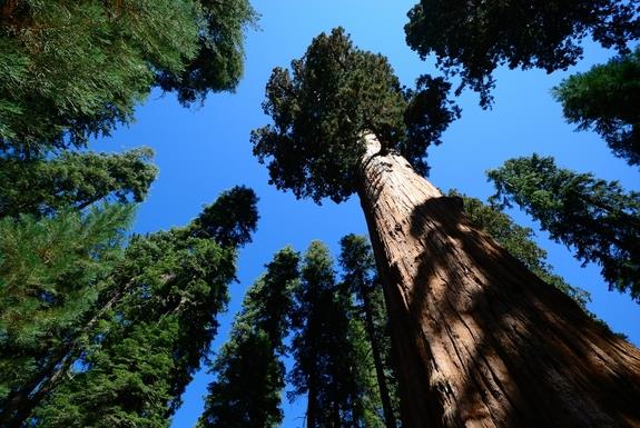 Where can the world's tallest tree be found?