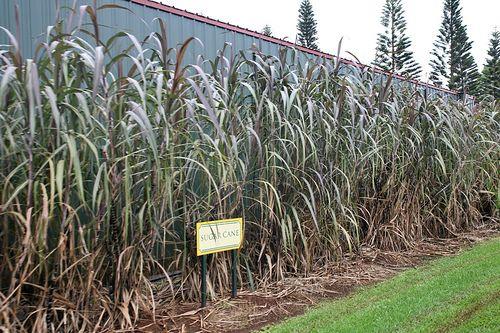 Which country is the largest producer of sugar cane?