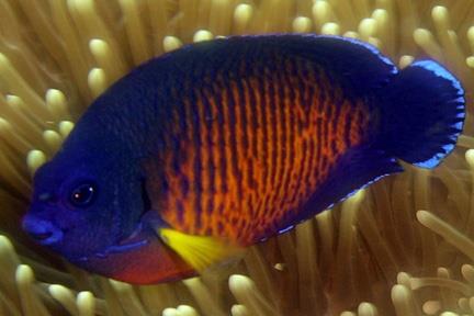 Geography Trivia Question: Which of the following fish is an Angelfish? Geography Trivia Question: Which of the following fish is an Angelfish?