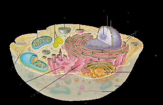 Science Trivia Question: Which organelle in the cell is involved in digestion? Science Trivia Question: Which organelle in the cell is involved in digestion?