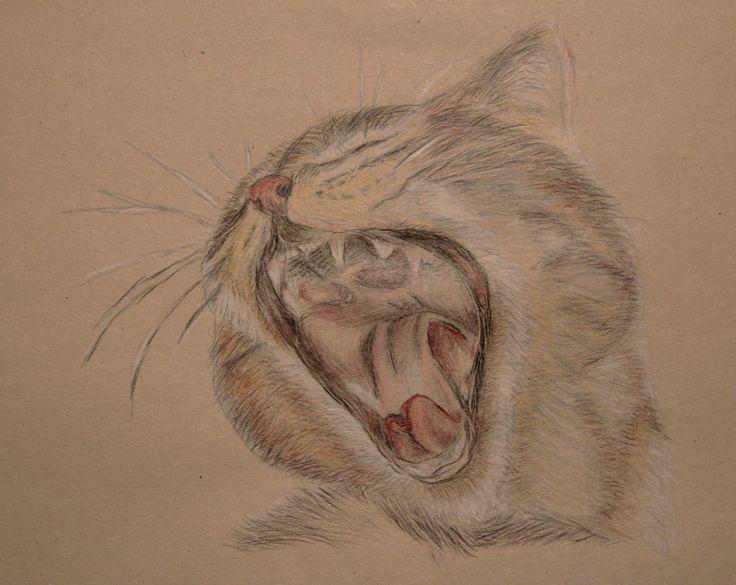 Who broke the Guinness World Record for the longest recorded yawn?
