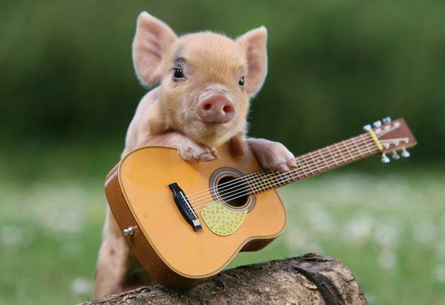 Why do pigs need mud?