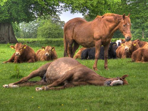 Why some mammals can sleep on their feet?