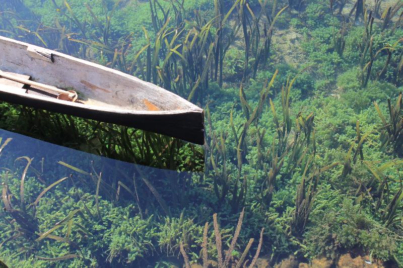 What chemical element was first extracted from kelp?