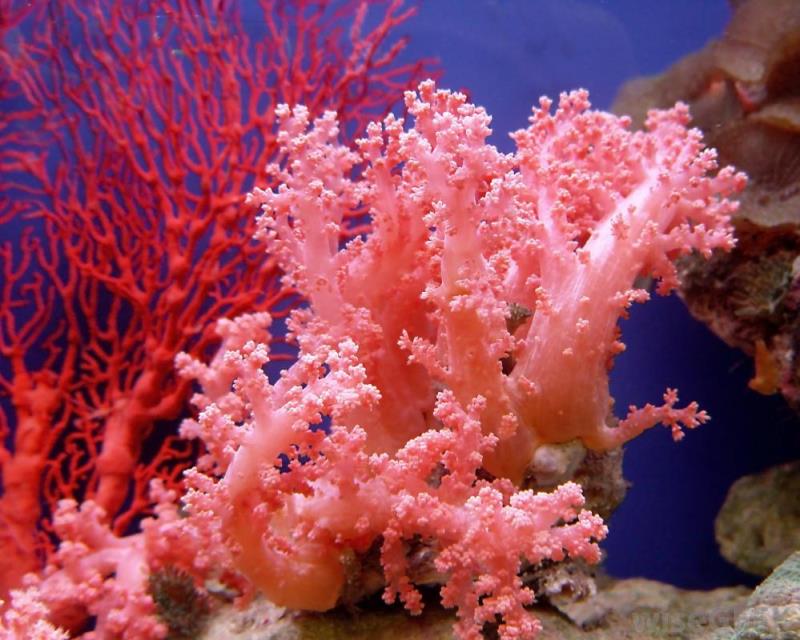 What place has roads made of coral?