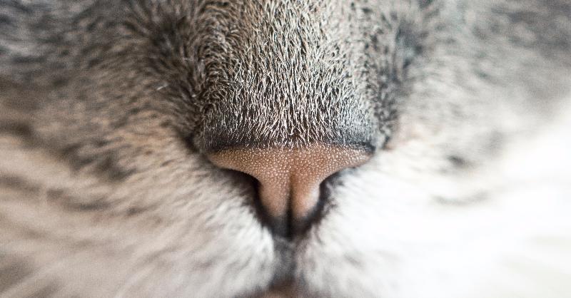 What is a distinctive feature of laperm cats?
