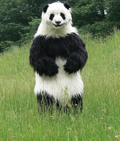 What is the average length of an adult Giant Panda?