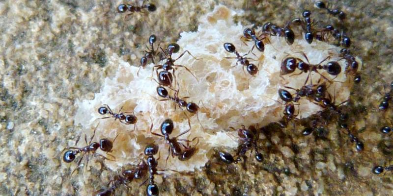 What is the most dangerous ant?