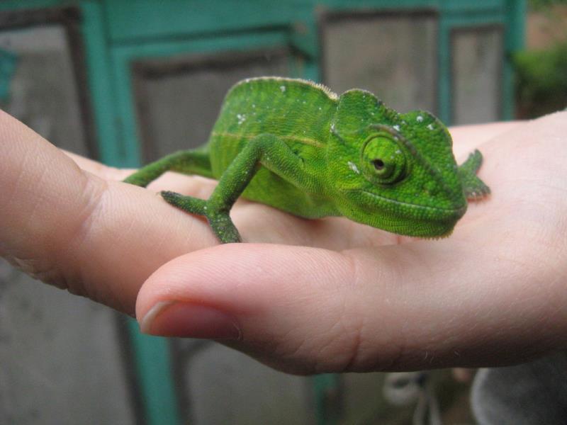 Why do chameleons change color?