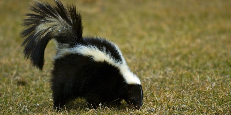 How far can a skunk spray?