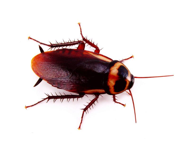 How long does an American cockroach live?