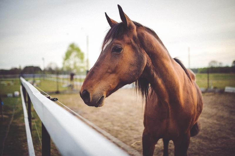 In the 1939 MGM film, The Wizard of Oz, what was used to create the color effect on The Horse of a Different Color? In the 1939 MGM film, The Wizard of Oz, what was used to create the color effect on The Horse of a Different Color?
