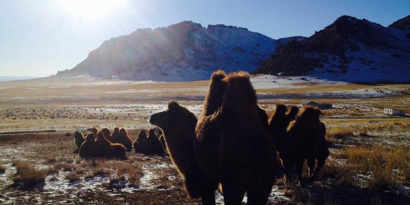 On which continent is the Gobi Desert located?