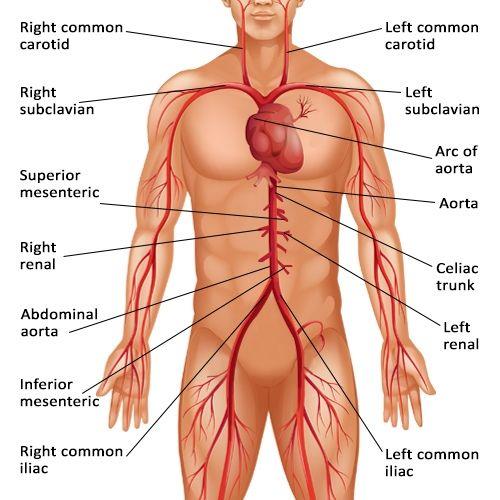 What are the major blood types?