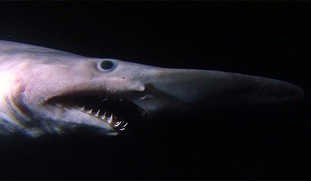 What is the fastest shark?