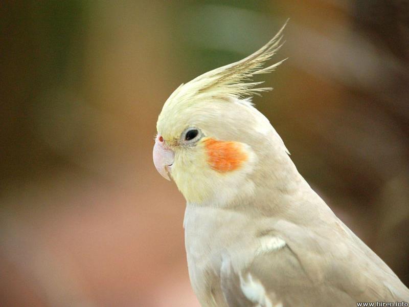 Geography Trivia Question: Can you name this bird? Geography Trivia Question: Can you name this bird?