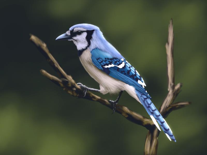 Geography Trivia Question: Can you name this bird? Geography Trivia Question: Can you name this bird?