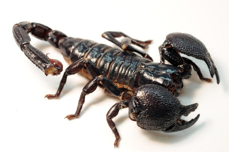 In which part of its body does scorpion store poison?