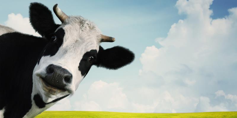 Under what condition do cows produce more milk than usual? Under what condition do cows produce more milk than usual?