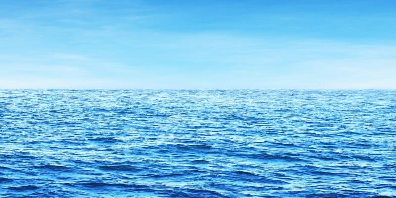 What are Siphonophores?