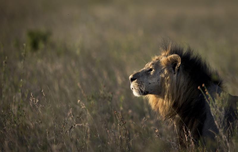 What is Kenya?