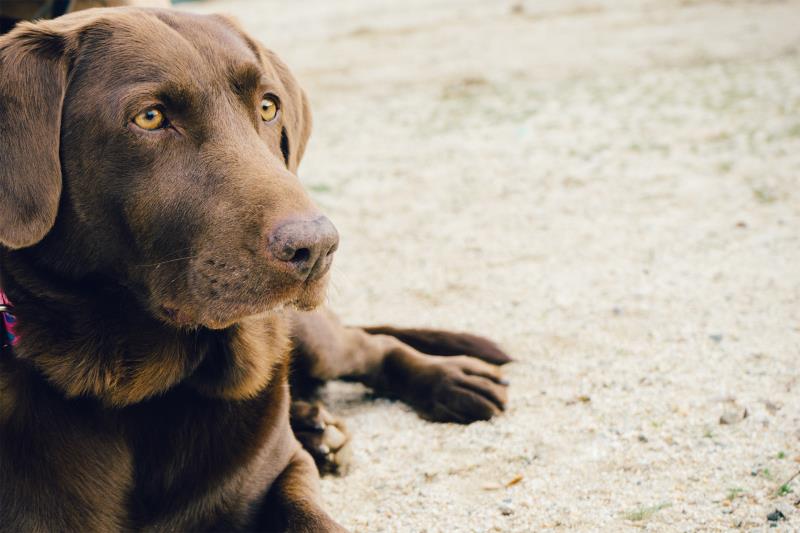 Nature Trivia Question: What is the normal temperature range for a dog? Nature Trivia Question: What is the normal temperature range for a dog?