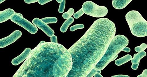 What is the only creature beside man to get Hansen's Disease (formerly known as leprosy)?