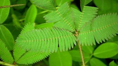 What plant is known in the Caribbean as "morivivir"? What plant is known in the Caribbean as "morivivir"?