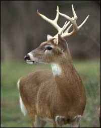 When a male white tail deer sheds his antlers how long does it take for them to grow back?