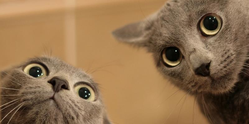 Which large feline's name means "he who kills with one leap"?