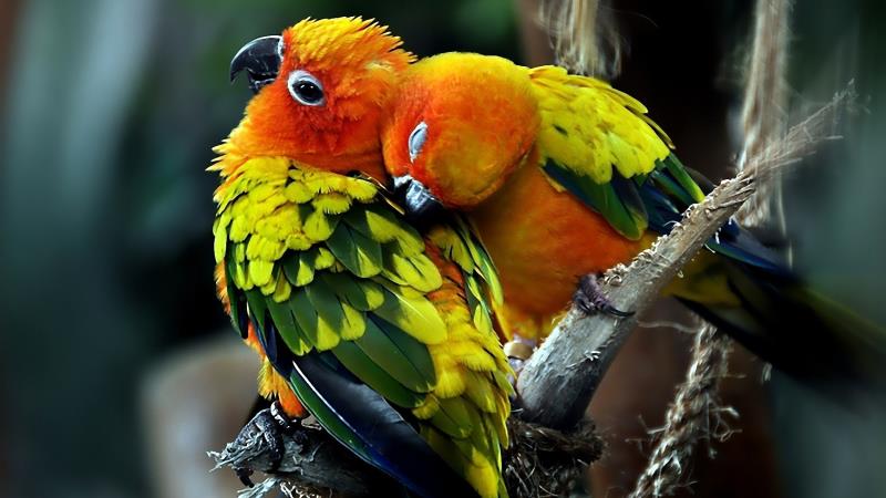 Who led the campaign to ban the use of feathers in fashion and helped to establish the oldest Audubon Society in the US?