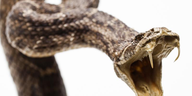 Geography Trivia Question: A cottonmouth snake can hold its mouth open for 50 min Geography Trivia Question: A cottonmouth snake can hold its mouth open for 50 min