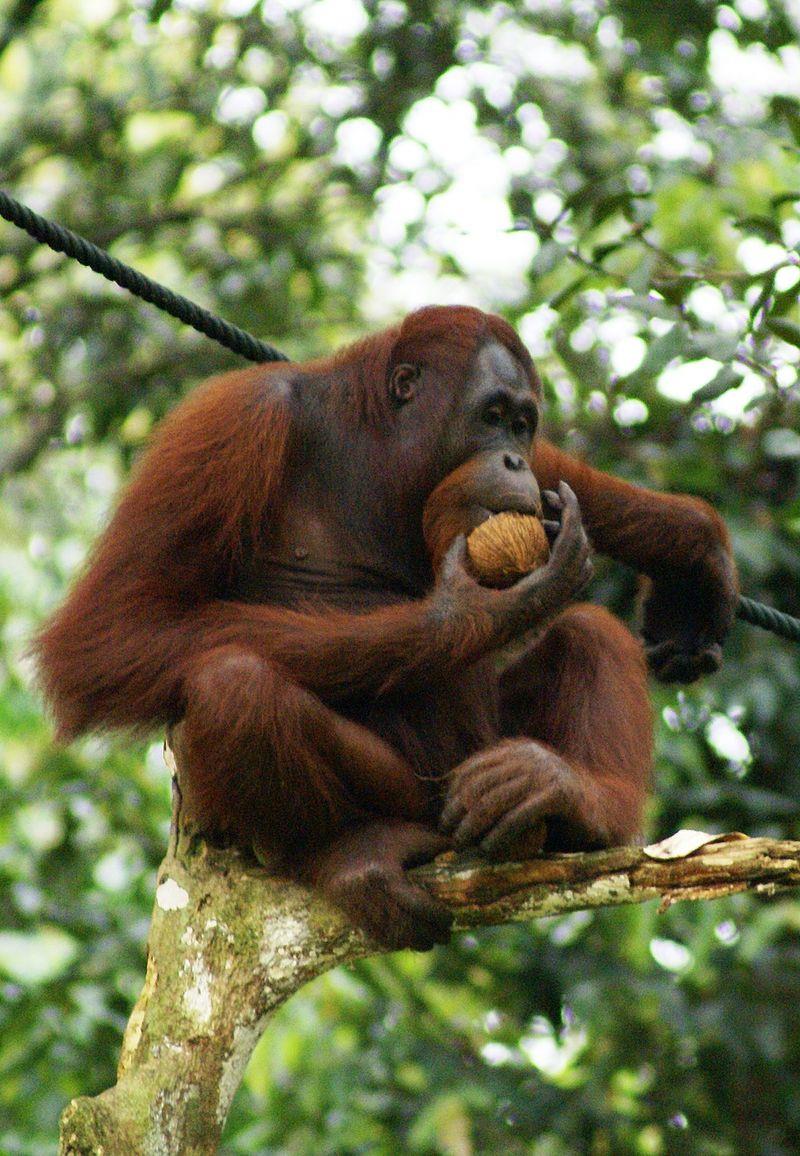 What does the name "Orangutan" mean?