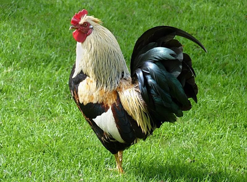Geography Trivia Question: Why do roosters crow in the morning? Geography Trivia Question: Why do roosters crow in the morning?