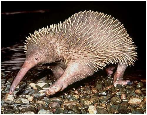 Nature Trivia Question: Monotremes are mammals unique because of what behavior ? Nature Trivia Question: Monotremes are mammals unique because of what behavior ?