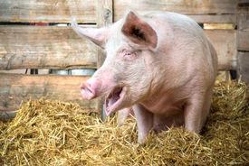Pig's Eye is a nickname for which U.S. city?