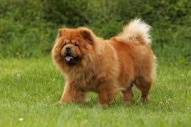 What dog breed is this?