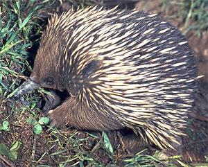 What is a monotreme? What is a monotreme?