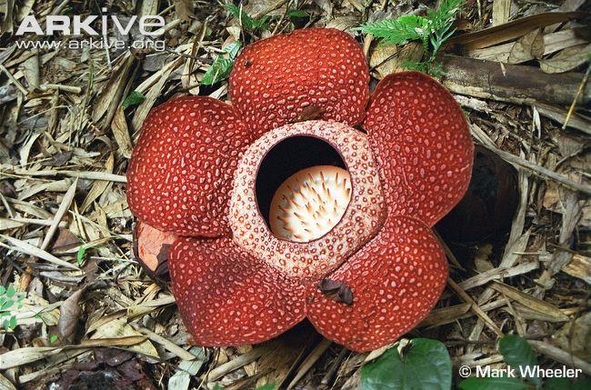 What is the name of this flower?