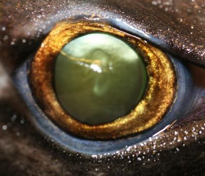 What sea creature is nicknamed the "wastebasket of the sea"?