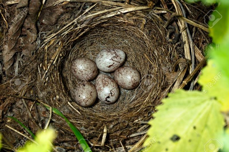 History Trivia Question: What state is nicknamed the yellowhammer state? History Trivia Question: What state is nicknamed the yellowhammer state?