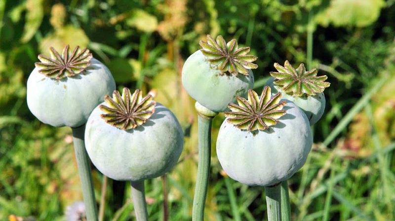 Afghanistan is the world's largest producer of opium. Which country is the second-largest? Afghanistan is the world's largest producer of opium. Which country is the second-largest?
