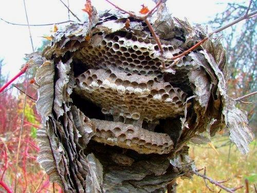 How do wasps stimulate one another prior to swarm departure? How do wasps stimulate one another prior to swarm departure?