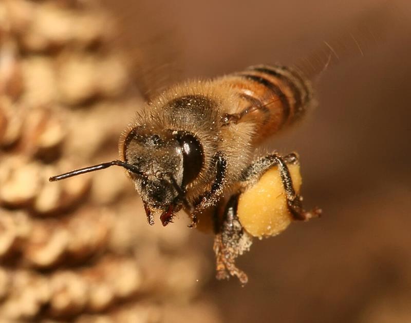 Nature Trivia Question: Out of these, which is a fact about the infamous "killer bee"? Nature Trivia Question: Out of these, which is a fact about the infamous "killer bee"?