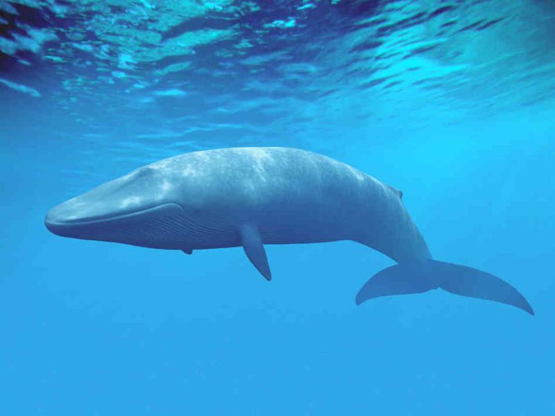 The tongue of the blue whale is about the same weight as that of a female Asian elephant.