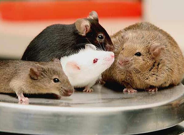What is the largest living rodent in the world?