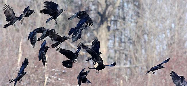 What is the most famous collective noun name for a group of crows?