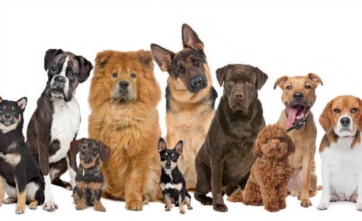 What is the most popular breed of dog in America?